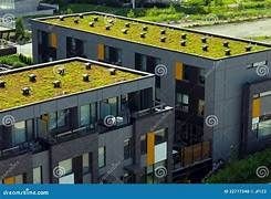 Green Roofing Options